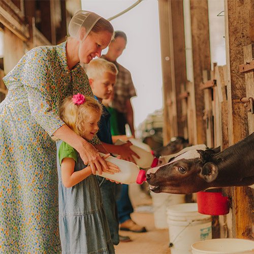 Girl & Mom Feeding Cows