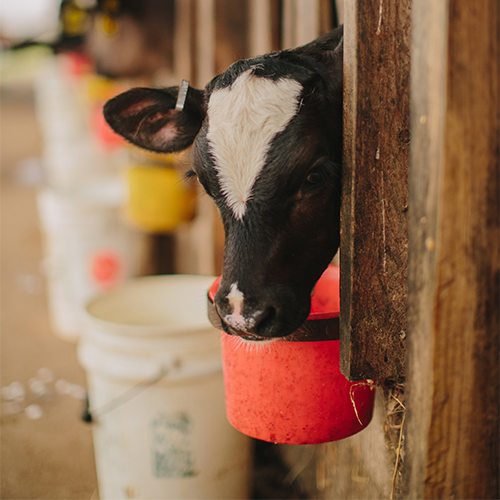 Cow in Stall