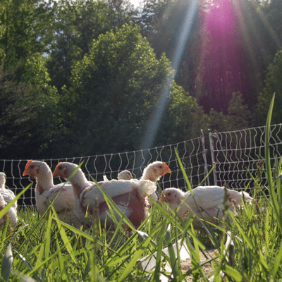 Bramble Hollow Farm Chickens